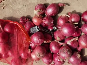High Quality Gansu Red Onion