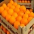 Import High Quality  Hand Picked Navel Orange For Sale  Wholesale Price Navel Orange from South Africa