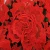 Import HLP107 Wholesale 3D Rose Lace Fabric Red Embroidery Lace Fabric from China