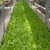 Import Hot Sale greenhouse floating plate hydroponic system for lettuce growing from China