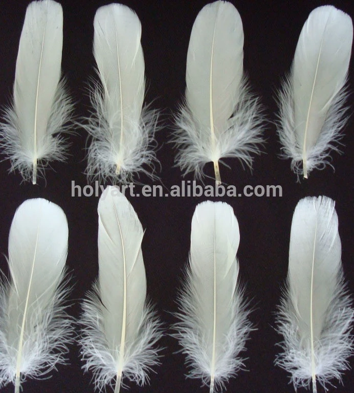 hot sale white swan feathers