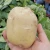 Import Hot selling fresh potato with export potato supplier from China
