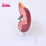 Human kidney model with adrenal gland ureter pyramid calyx in medical science