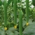 Hybrid F1 Towel Gourd Seeds/Luffa Seeds/Loofah Seeds For Growing
