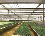 Hydroponic Greenhouse Plastic Film Greenhouse Equipment Greenhouse Agricultural Plastic Film