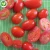 Import IQF Production line support wholesale price processing greenhouse frozen fresh tomato from China