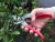 Import Japanese Pruning tools ARS Pruning shear Made in Japan from China