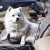Import Kingtale Adjustable Pet Dog Cat Safety Leads Car Vehicle Nylon Fabric Pet Dog Seatbelt from China