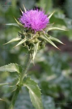 Liver Protection Milk Thistle Fruit Extract Capsule Material Thistle Plants Extract