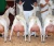 Import Male & Female Kalahari red and boer goats - Goats for sale from Philippines