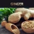 Import Manufacturer supply wholesale bulk price 100% pure natural ginger essential oil for body massage and hair growth from China