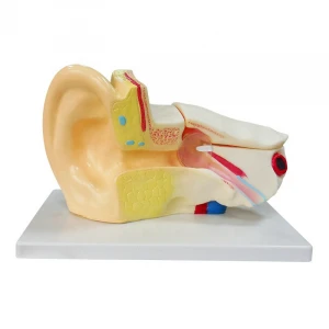 Medical education plastic ear model anatomical 3d human ear model 3 times enlarge model