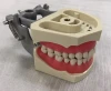 Medical Science Subject Mount Pole Dental Typodont With Removable 32pcs Teeth Tooth Model Study
