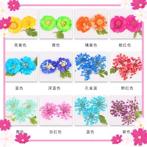 Natural Plant Dry Flower Nail Small Adorn Article 12 color/boxe of Dried Flowers Wholesale Nails Decorations