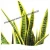 Import Nearly natural realistic artificial sansevieria indoor ornamental plant from China