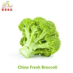 New Crop Fresh Broccoli