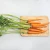 Import New Crop fresh Carrot from USA