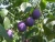Import Nursery Fruit Tree Top Producing Prunus salicina Plum Seedlings from China
