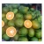 Import Organic New Crop High Quality 100% Maturity Shelf Life 1 Month Fresh Viet Nam Green Orange Big Size from Vietnam