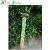 Import ornamental indoor lucky bamboo plants from China
