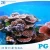 Import PG Coral Reef Insert Acrylic Aquarium Decoration Accessories from China