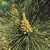 Import Plant farm hot sale Pinus tabuliformis ornamental bonsai tree seeds from China