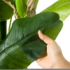 Plastic online sales wholesale outdoor decoration banana tree traveler banana tree artificial tree Artificial plant