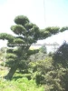 Podocarpus Macrophyllus Bonsai Plants