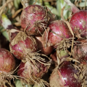 Premium Quality Red Onion New Crop Egypt Fresh Red Onions Good Price Natural Healthy Red onions Wholesale