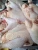 Import Processed Halal &#39;A&#39; Grade Chicken Feet / Frozen Chicken Paws Brazil from France