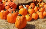 Pure and Natural Fresh Pumpkin