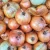 Import Quality Fresh Red &amp; Golden Onions Available from South Africa