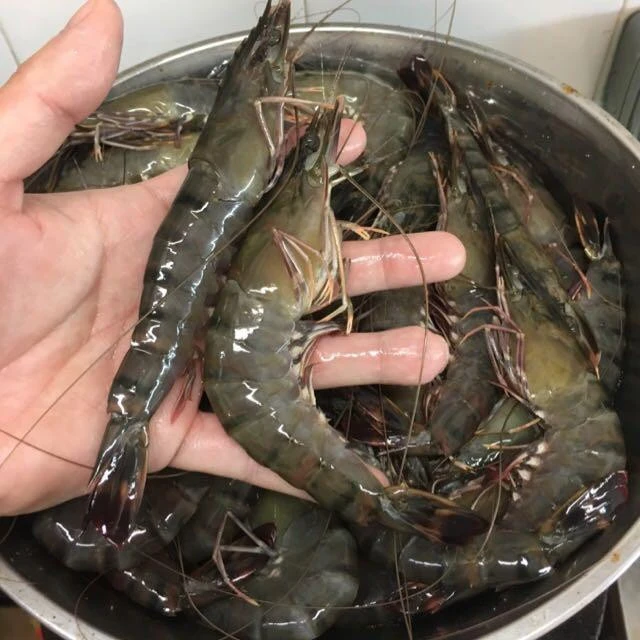 Raw Vannamei White Shrimp / Frozen Shrimps !!!