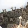 Red and Black neck Ostrich Chick for sale