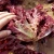 Import red vegetable seeds Purple lettuce seed for planter from China