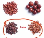 S274  Top grade pure wild jujube seed