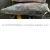 Import Sea Frozen Mahi Mahi fish from South Africa