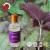 Import Skin care Perilla leaf oil CARRIER OILS for Cosmetic from China