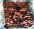 Import South Africa mature red globe fresh grapes from South Africa