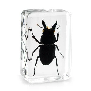 Teaching Resource Real Insects Resin Acrylic Specimen Paperweight OEM Factory