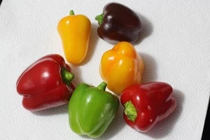 Top Quality Fresh Capsicum Bell Pepper For Sale