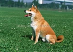 Top Sale Landscaping Synthetic Grass for Dogs and Pets