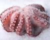 whole cheaned fresh octopus valguris best grade cheap