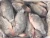 Import wholesale China seafood frozen whole round black tilapia fish price per kg from South Africa