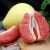 Import wholesale honey pomelo farm direct price and best quality fresh grapefruit pomelo from China