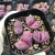 Import wholesale live cactus nurseries succulent pink lithops plant succulent from China