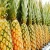 Import Wholesale Price Fresh Pineapple from Bangladesh