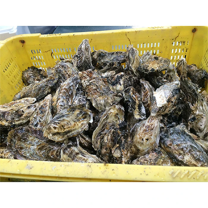 Wholesale seafood japanese oysters with 34x37x21cm size