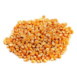 Yellow corn/ Maize affordable price