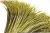 Import ZPDECOR Wholesale Long Size 100-110 cm Dyed Yellow Lady Amherst Pheasant Tail Feather for Carnival Costume from China